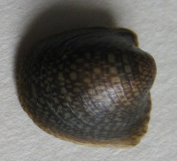 Neripteron bicanaliculatum (Récluz, 1843)